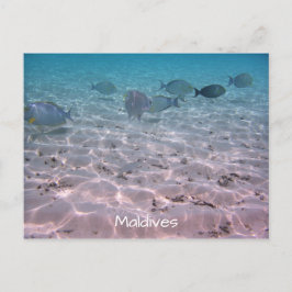 Fun Maldives Korallenfisch Weißer Sand Lagoon Postkarte
