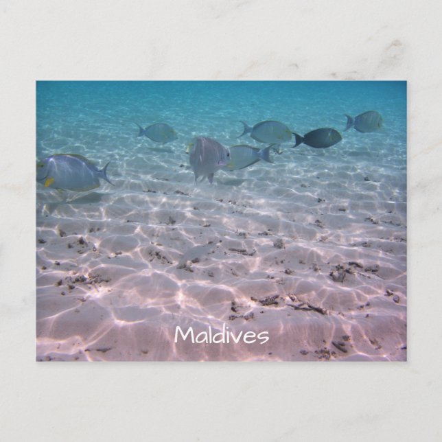 Fun Maldives Korallenfisch Weißer Sand Lagoon Postkarte (Vorderseite)