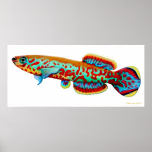 Fundulopanchax Gardneri Killifish-Plakat Poster