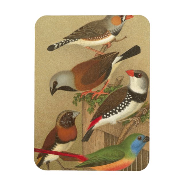 Fünf bunte Tier-Vögel auf einem Zweig Magnet (Vertikal)