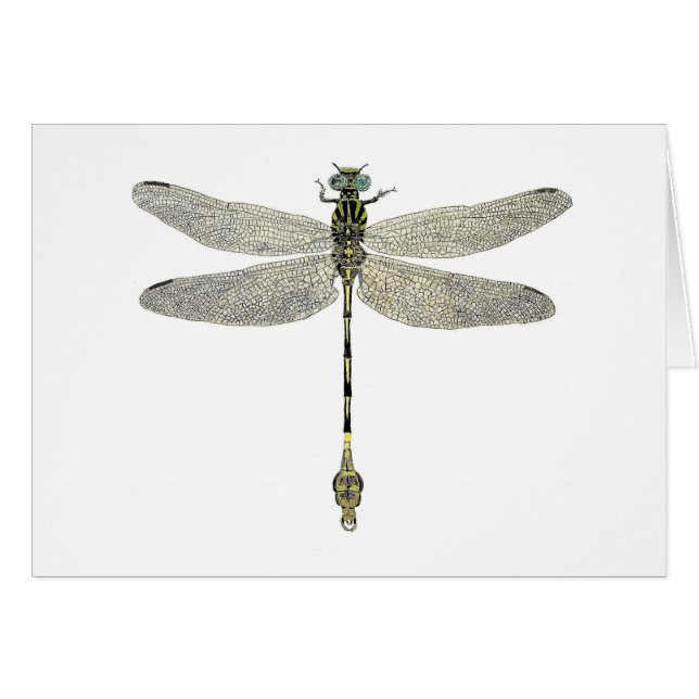 Fünf-Gestreifte Leaftail Libelle (Vorderseite (Horizontal))