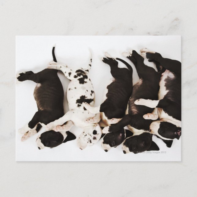 Fünf Harlequin Great Dane Welpen, die in Postkarte (Vorderseite)
