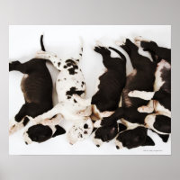 Fünf Harlequin Great Dane Welpen schlafen