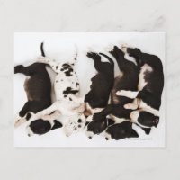 Fünf Harlequin Great Dane Welpen schlafen
