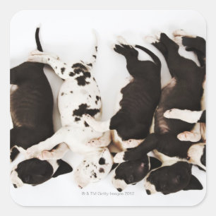 Fünf Harlequin Great Dane Welpen schlafen Quadratischer Aufkleber