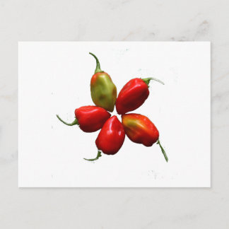 Fünf heiße Habanero-Paprikaschoten Fotografie Postkarte