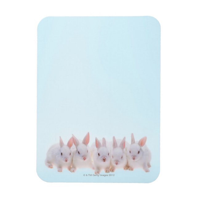 Fünf Kaninchen Magnet (Vertikal)