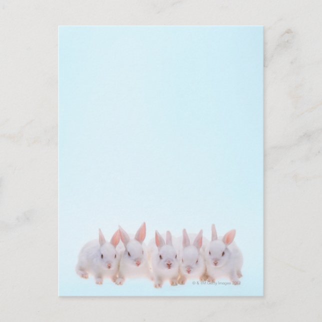Fünf Kaninchen Postkarte (Vorderseite)