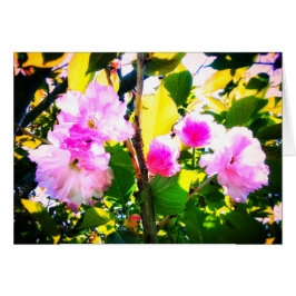 FÜNF KIRSCHblüten-GRUSS-KARTE