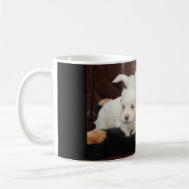 Fünf maltesische Welpen auf verschiedenen Tasse