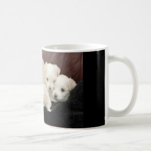Fünf maltesische Welpen auf verschiedenen Tasse