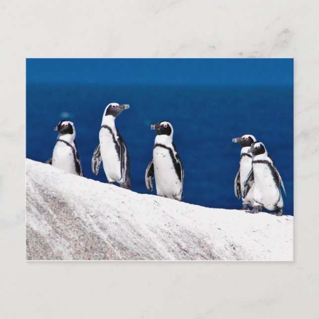 Fünf Pinguine auf einem Rock-Foto in Afrika Postkarte (Vorderseite)