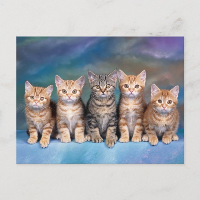 Fünf Tabby Kätzchen, rot in einer Rohe Postkarte (Vorderseite)