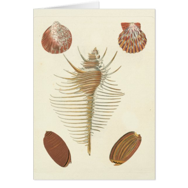 Fünf von einer Art Seashells (Vorne)