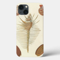 Fünf von einer Art Seashells