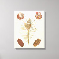 Fünf von einer Art Seashells
