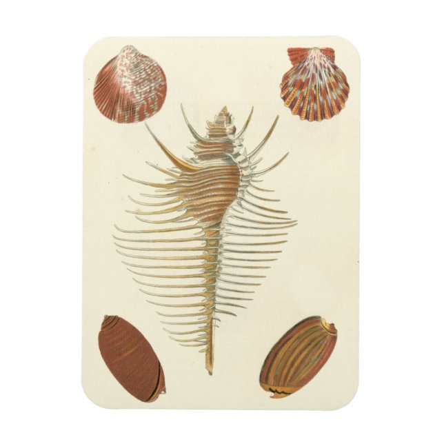 Fünf von einer Art Seashells Magnet (Vertikal)