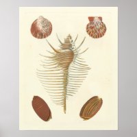 Fünf von einer Art Seashells