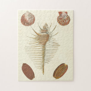 Fünf von nette Seashells