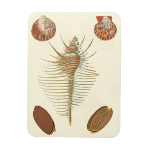 Fünf von nette Seashells Magnet