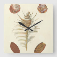 Fünf von nette Seashells