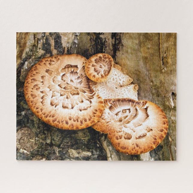FUNGI (Horizontal)