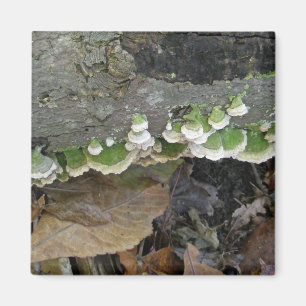 Fungi aus weißem und grünem Streifen Magnet