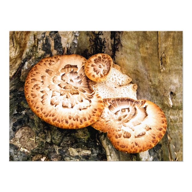 FUNGI FOTODRUCK (Vorne)