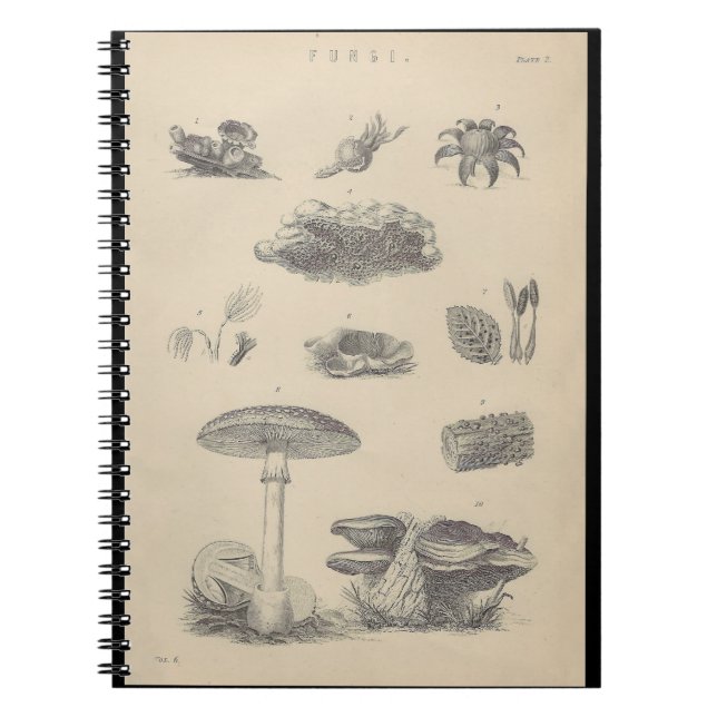 Fungi Illustration Buch aus dem 19. Jahrhundert (Vorderseite)