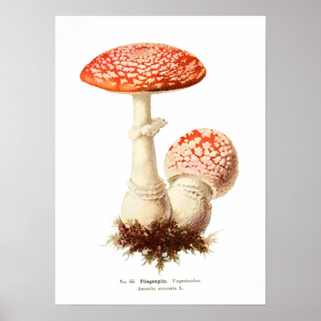 Fungi Poster (Vorne)