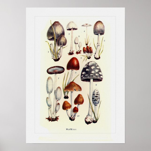 Fungi Poster (Vorne)