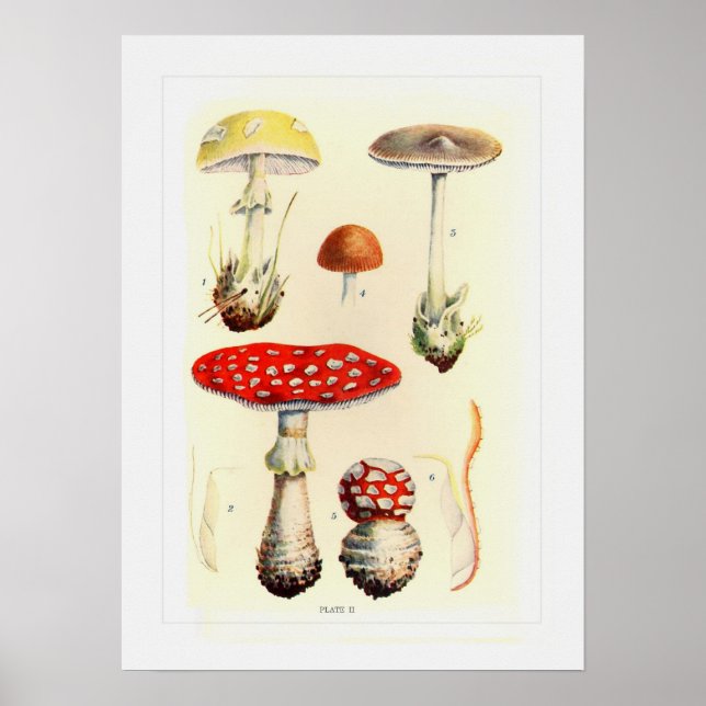 Fungi Poster (Vorne)