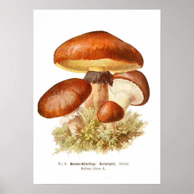 Fungi Poster (Vorne)