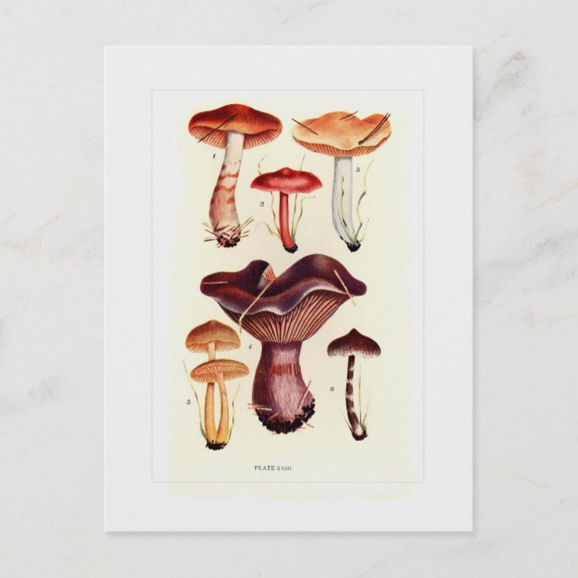 Fungi Postkarte (Vorderseite)