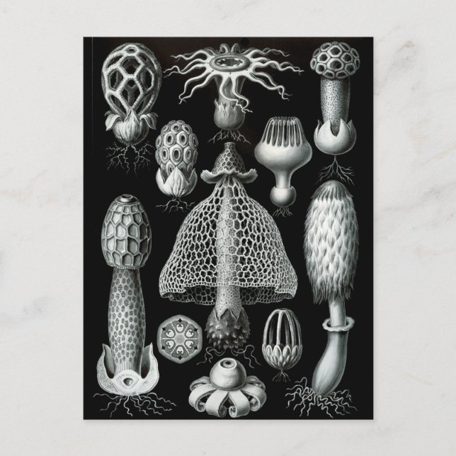 Fungi Postkarte (Vorderseite)