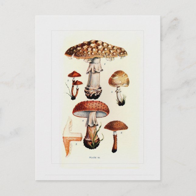 Fungi Postkarte (Vorderseite)