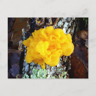 Fungi Tremella Mesenterica Carte postale