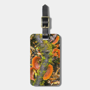 Fungi wächst auf Zweigen, die Knysna-Amatole Gepäckanhänger