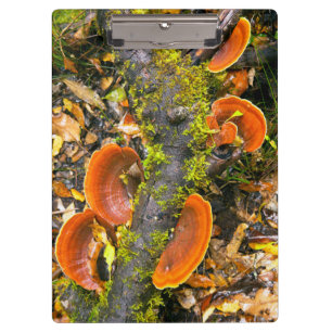 Fungi wächst auf Zweigen, die Knysna-Amatole Klemmbrett