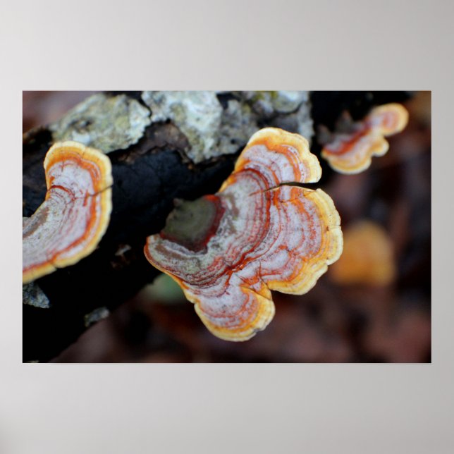 Fungus an einer Zweigstelle Poster (Vorne)