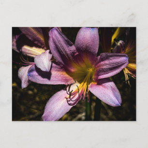 Funkelnde Lila Lilie Nahaufnahme Postkarte