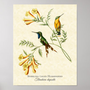 Funkelnder angebundener Kolibri-Kunst-Druck Poster