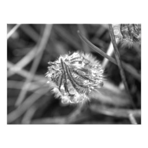 Funkelnder Krokus in Schwarzweiss Fotodruck