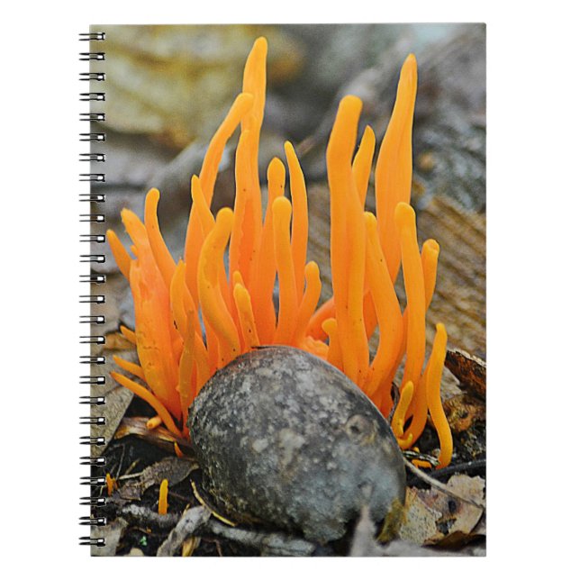 Funki Fungi Notebook Notizblock (Vorderseite)