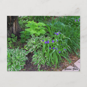 Funkiegarten mit lila Blumen Postkarte