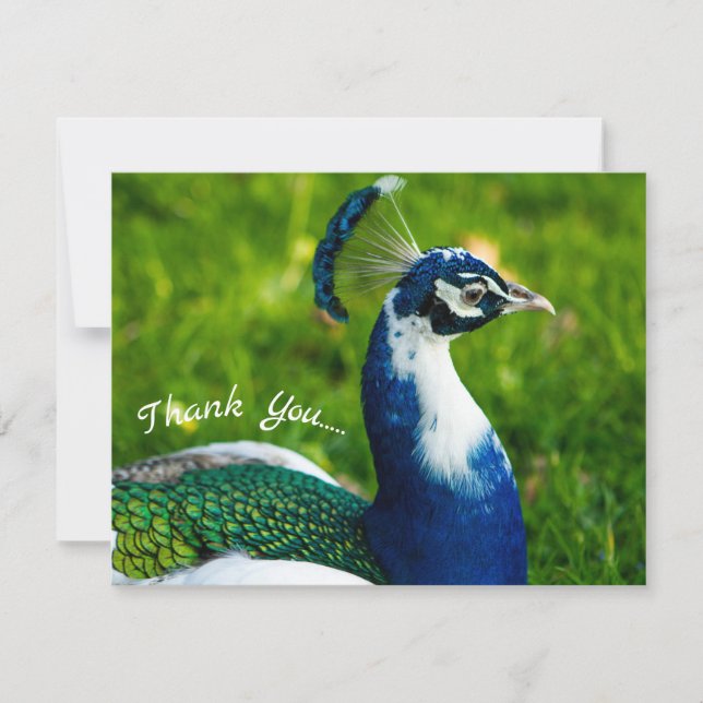 Funky Peacock Flat Danke Karte (Vorderseite)