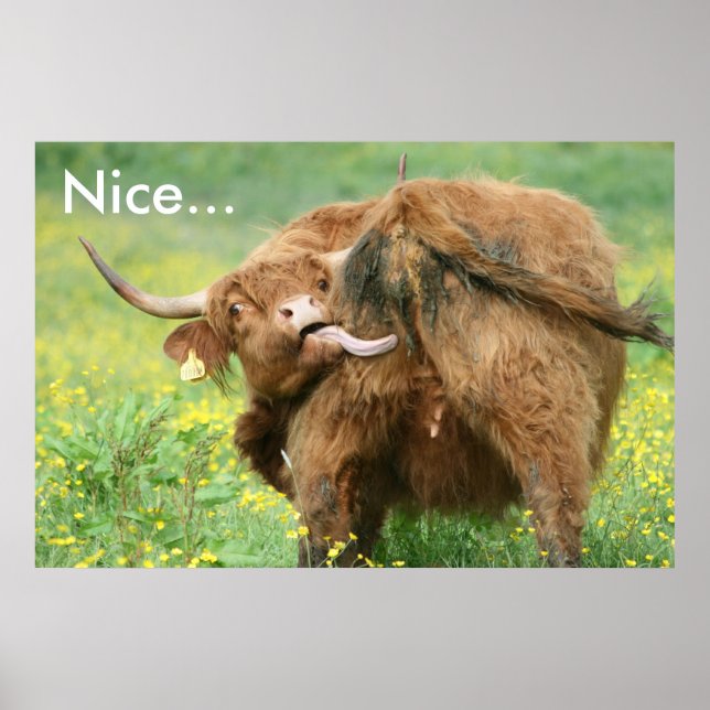 Funny Aberdeen Angus Cow Poster Print (Vorne)