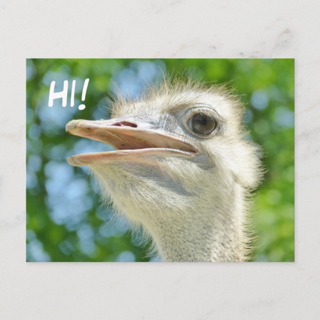 Funny African Ostrich - Hi Postcard Postkarte (Vorderseite)