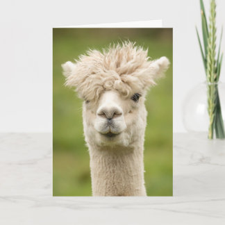 Funny Alpaca carte d'anniversaire