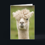 Funny Alpaca Geburtstagskarte Karte<br><div class="desc">Funny Alpaca Geburtstagskarte mit der Meldung in der Karte,  die lautet "ein anderer Geburtstag?" können aber an Ihre eigene Nachricht angepasst werden.</div>